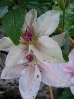 Blüten130.webp