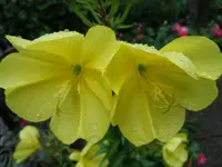 Blüten135.webp