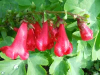 Blüten136.webp