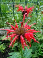 Blüten133.webp