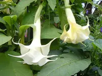 ET131.webp