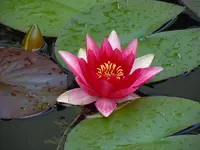 Blüten134.webp