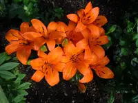 Blüten139.webp