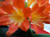 Blüten140.webp