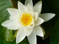 P1000103.webp