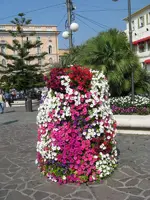 IMG_petunien_600x800.webp