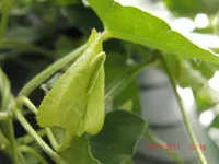 CIMG3009.webp