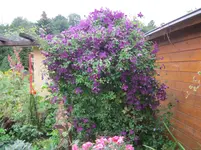 003.webp