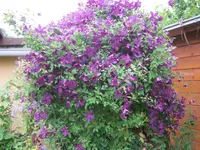 004.webp