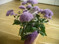 IMGP0215.webp