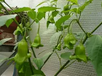 Chili.webp