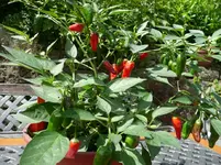 Chili (2).webp