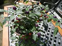 Chili (1).webp