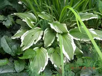 DSCN0655.webp