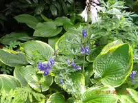DSCN0658.webp