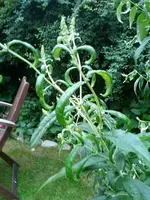 Sommerflieder 2.webp