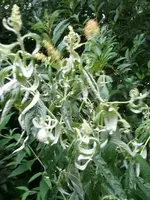 Sommerflieder.webp