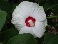 IMGP4007.webp