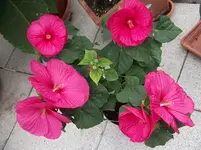 DSCF1014[2].webp