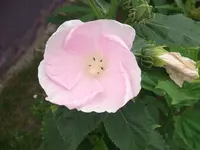 DSCF1019[1].webp