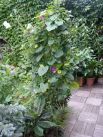 IMGP4010.webp