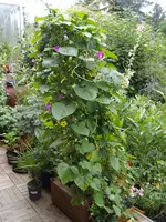 IMGP4011.webp