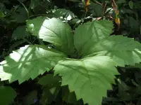 BILD0768.webp