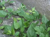 BILD0812.webp