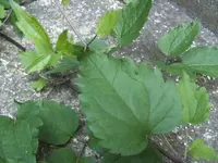 BILD0813.webp