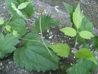 BILD0814.webp