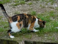 MiezemitMaus30-07-2011-001.webp