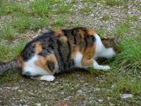 MiezemitMaus30-07-2011-002.webp