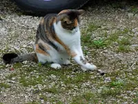 MiezemitMaus30-07-2011-007.webp