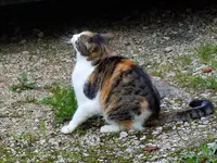 MiezemitMaus30-07-2011-008.webp