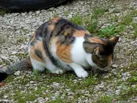 MiezemitMaus30-07-2011-010.webp