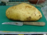 Kartoffel 2.jpg