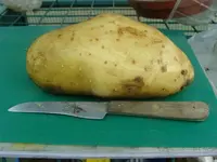 Kartoffel 2.webp