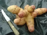 Fingerkartoffel 1.webp