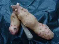 Fingerkartoffel 2.webp
