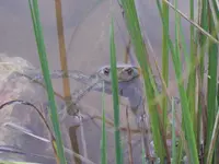 Frosch 01.webp