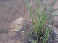 Frosch.webp