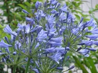 Hochzeitsblume.webp