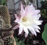 DSC01919 - 2011-07-30 - kaktus-blüte.webp