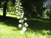 BILD0731.webp