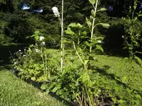 BILD0823.webp