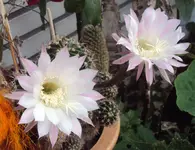 DSC01921 - 2011-07-31 - zweite blüte echinopsis.webp