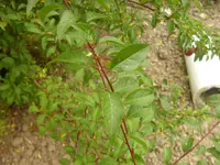 DSCI0037.webp