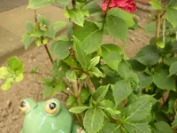 DSCI0042.webp