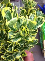 IMG_0188.webp IMG_0188.webp