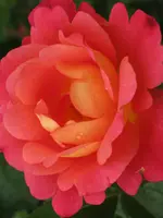 008.webp
